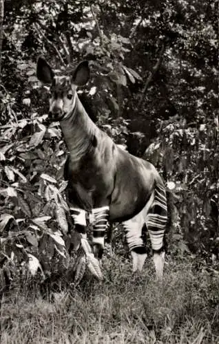 Ak Okapi, von Dr. Bernhard Grzimek 1954 von Stanleyville nach Frankfurt gebracht