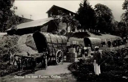 Ak Ceylon Sri Lanka, Kartierung von Tee aus der Fabrik