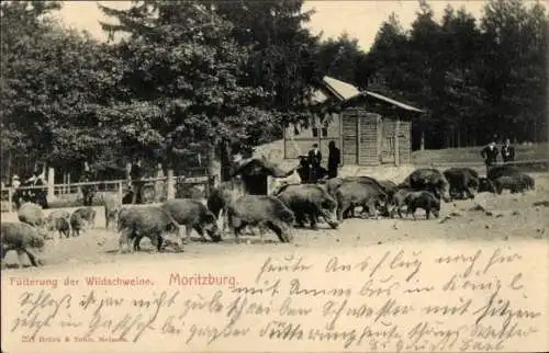 Ak Moritzburg Sachsen, Fütterung der Wildschweine