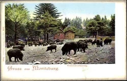 Ak Moritzburg Sachsen, Wildschweinfütterung, Wildschweine