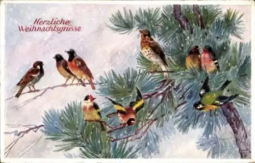 Künstler Ak Glückwunsch Weihnachten, Vögel in einem Nadelbaum, Primus