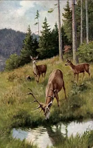 Künstler Ak Hirsche an einer Wasserstelle am Wald