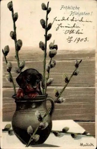 Künstler Litho Mailick, Glückwunsch Pfingsten, Dackel in der Blumenvase, Weidenkätzchen