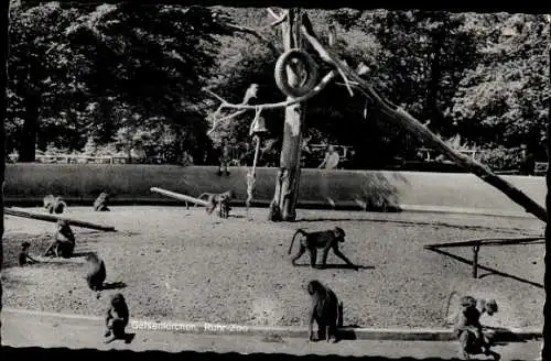 Ak Gelsenkirchen im Ruhrgebiet, Ruhr-Zoo, Affen