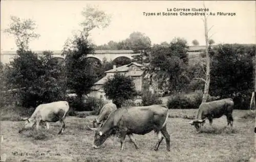 Ak Corréze Frankreich, Weide