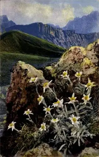 Ak Nenke & Ostermaier Serie 545 Nr 1184, Photochromie, Alpenflora, Leontopodium alpinum, Edelweiß