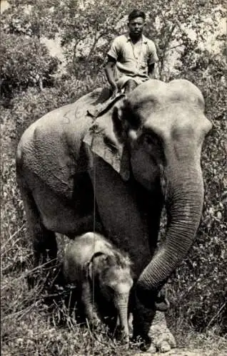 Ak Indischer Elefant mit Kalb, Mahut