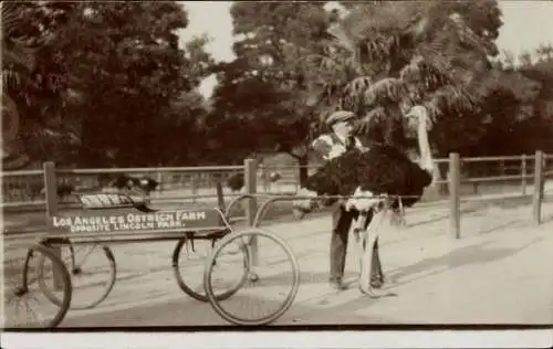 Foto Ak Los Angeles Kalifornien USA, Strauß zieht Wagen, Ostrich Farm, Opposite Lincoln Park