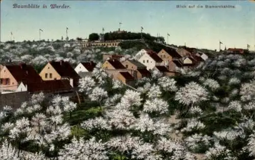 Ak Werder an der Havel, Baumblüten, Blick auf die Bismarckshöhe