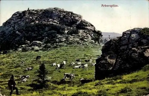 Ak Bayerisch Eisenstein in Niederbayern, Kühe auf der Weide an der Arberspitze