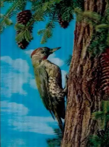 3-D Ak Woodpecker, Specht an einem Baum