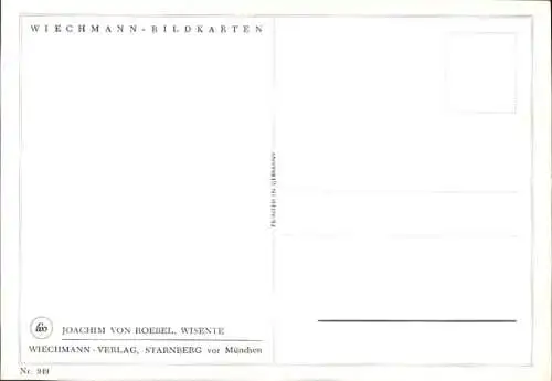 Künstler Ak von Roebel, Joachim, Wisente