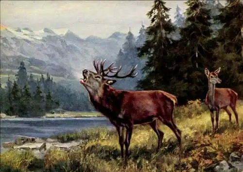 Künstler Ak Dichtl, E., Hirsch am Bergsee, Röhrender Hirsch, Hirschkuh