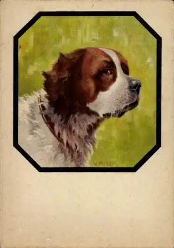 Künstler Ak Merker, W., Bernhardiner, Hundeportrait