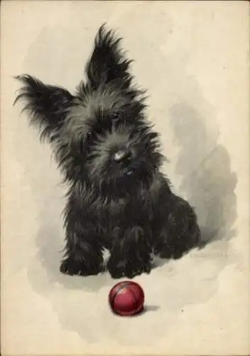 Künstler Ak Dermitzel, E., Yorkshire Terrier, Dunkles Fell, Spielball