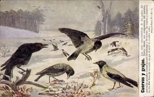 Künstler Ak Flanderky, P., Meinholds Tierbild Nr. 108, Raben und Nebelkrähe im Winter