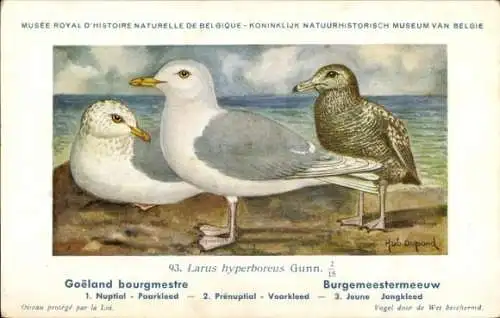 Künstler Ak Dupond, Hub., Larus hyperboreus, Eismöwe