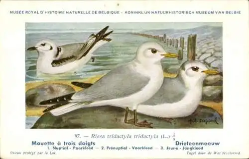 Künstler Ak Dupond, Hub., Mouette a trois doigts, Drieteenmeeuw, Nr. 97