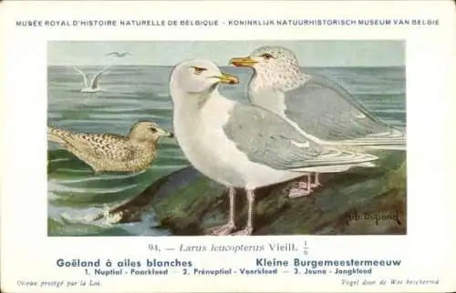 Künstler Ak Dupond, Hub., Goeland a ailes blanches, Kleine Burgemeestermeeuw, Nr. 94