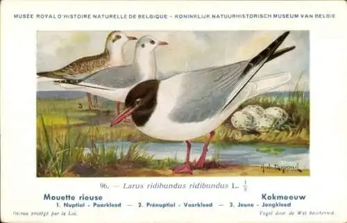 Künstler Ak Dupond, Hub., Mouette rieuse, Kokmeeuw, Nr. 96