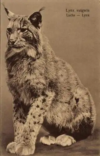 Ak Lynx vulgaris, Einfacher Luchs, Raubkatze, Dichtes Fell