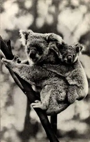 Ak Paris, Femelle koala et son petit, Koala Bären