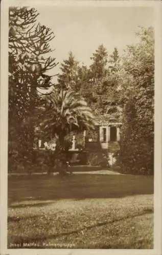 Ak Insel Mainau im Bodensee, Palmengruppe