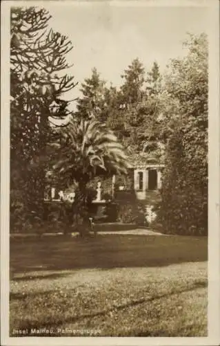 Ak Insel Mainau im Bodensee, Palmengruppe