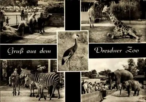 Ak Dresden Altstadt, Dresdner Zoo, Kranich, Kamele, Giraffe, Zebras und Elefant