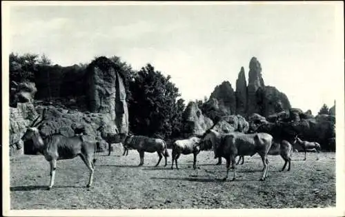 Ak Hamburg Eimsbüttel Stellingen, Hagenbeck's Tierpark, Afrikansiche Steppe, Huftiere