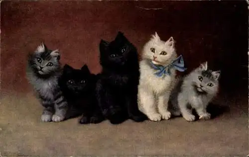 Ak Fünf junge Katzen, Gruppenbild, Schleife