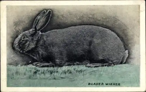 Ak Hase, Blauer Wiener, Tierportrait