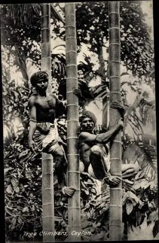 Ak Sri Lanka Ceylon, Tree Climbers, Singhalesische Bambus Kletterer