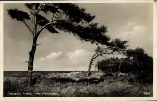 Ak Zingst, Ostseebad, Windflüchter auf dem Darß, Landschaft