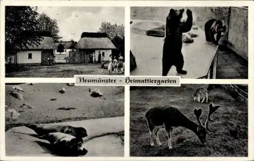 Ak Neumünster in Holstein, Heimattiergarten, Bären, Robben, Damhirsch