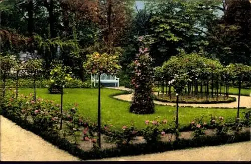 Ak Halle an der Saale, Rosenblüte im städtischen Amtsgarten