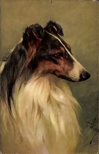 Künstler Ak Hundeportrait, Collie