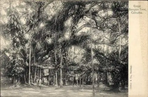 Ak Calcutta Kolkata Kalkutta Indien, Banyan Tree