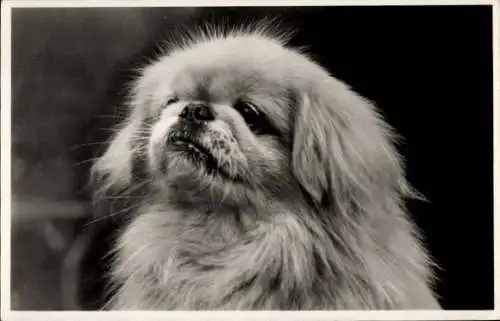 Ak Pekingese, Hund, Hundeportrait, Kopfstudie