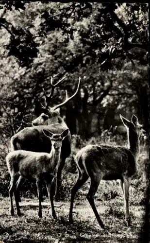 Ak Edelhirsch mit Hirschkuh und Kalb