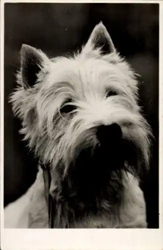 Ak Terrier, Hund, Hundeportrait