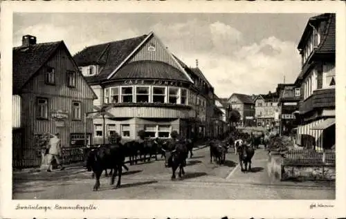 Ak Braunlage im Oberharz, Damenkapelle, Viehtrieb durch den Ort, Café Junker