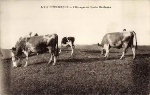 Ak L'Ain Pittoresque, Paturages en Haute Montagne, weidende Rinder, Kühe