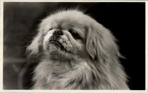 Ak Pekingese, Hund, Hundeportrait, Kopfstudie