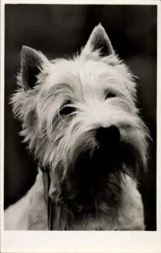 Ak Terrier, Hund, Hundeportrait