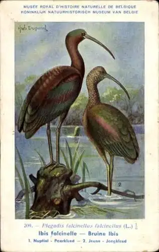 Künstler Ak Dupond, Hub., Glossy Ibis, Bruine Ibis, Nr. 209