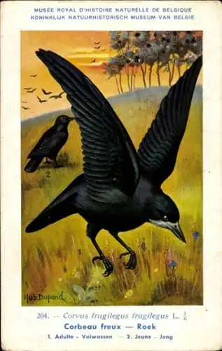 Künstler Ak Dupond, Hub., Rook Raven, Roek, Nr. 204