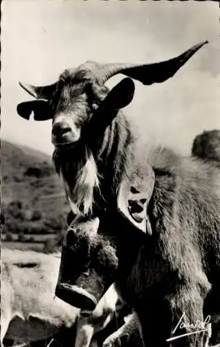 Ak Bergziege mit Glocke um Hals, le Prince du Troupeau, Animaux de la Montagne