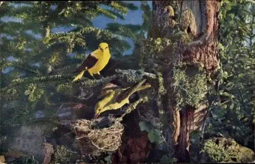 Ak Blick auf Goldamseln am Nest