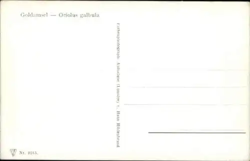 Ak Blick auf Goldamseln am Nest